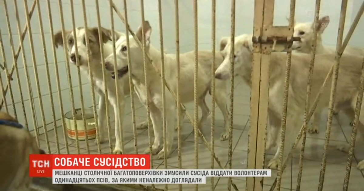 Жители столичной многоэтажки восстали против соседа, который десять лет держит в квартире собак