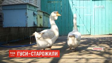 Пара гусей-долгожителей живет на Винниччине