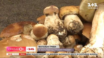 Як вберегтися від отруєння грибами – лікарка-токсиколог