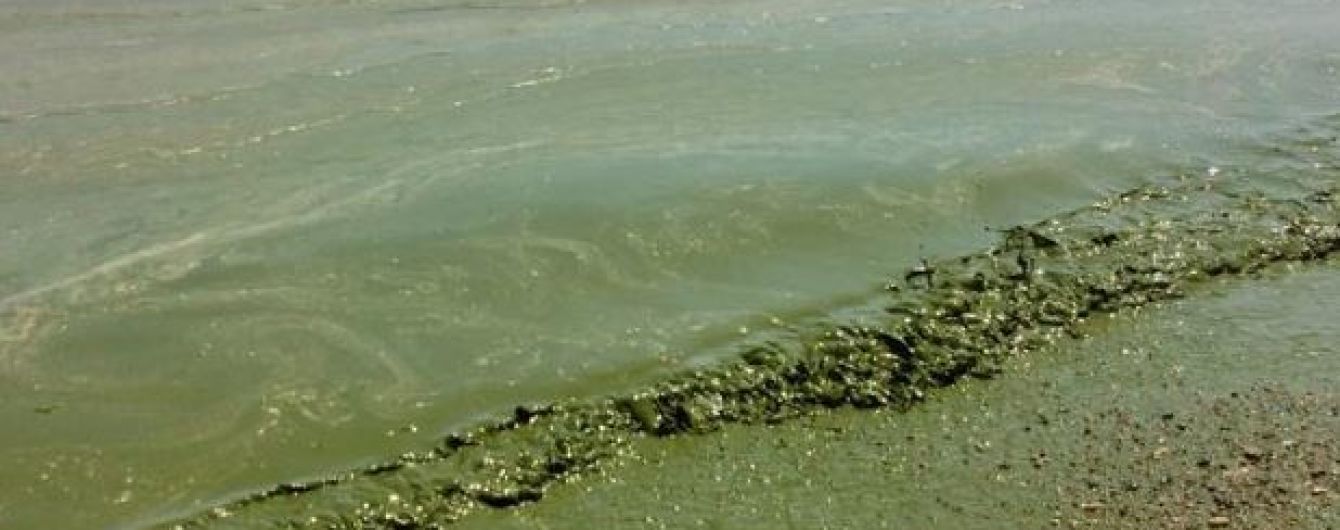 Пляжи Одесской области стали опасными из-за зеленой воды
