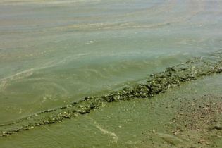 Пляжи Одесской области стали опасными из-за зеленой воды