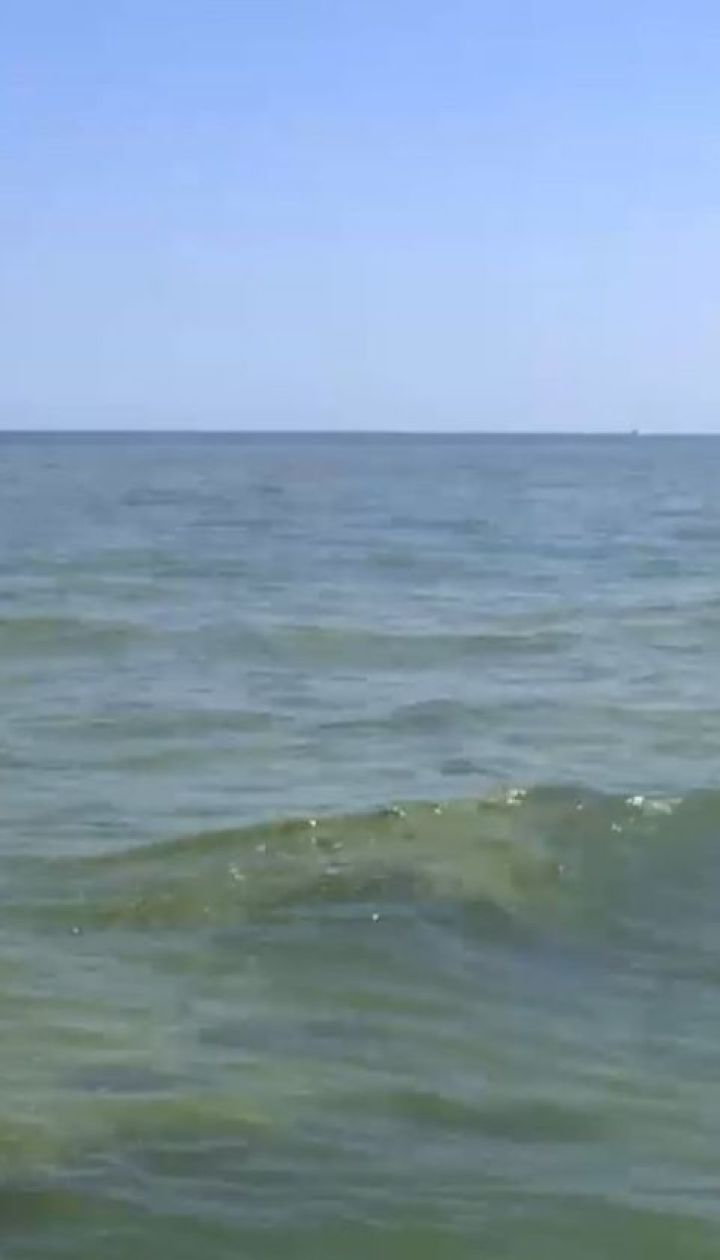 Вода вдоль черноморского побережья зацвела из-за жары и обильных дождей