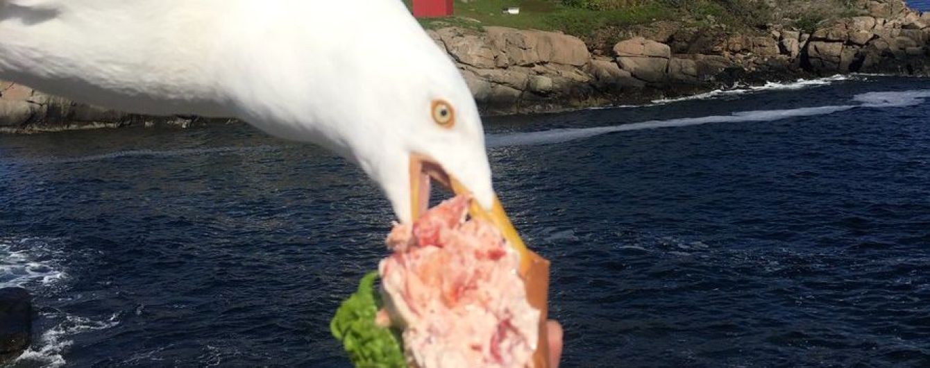 Американка случайно сфотографировала чайку-озорницу, которая "напала" на ролл ее мечты