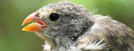 Унікальна "пісня кохання" зябликів Дарвіна вимирає – усе через завезених людьми паразитів