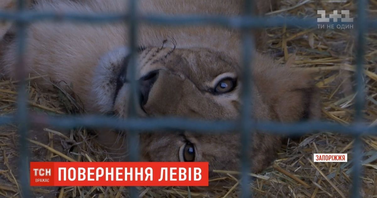 Бердянский "Сафари-парк" передал в ЮАР пятерых львят для восстановления популяции