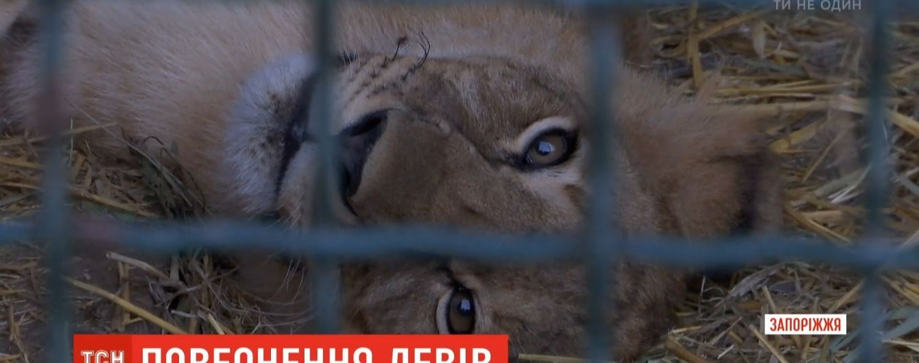 Бердянский "Сафари-парк" передал в ЮАР пятерых львят для восстановления популяции