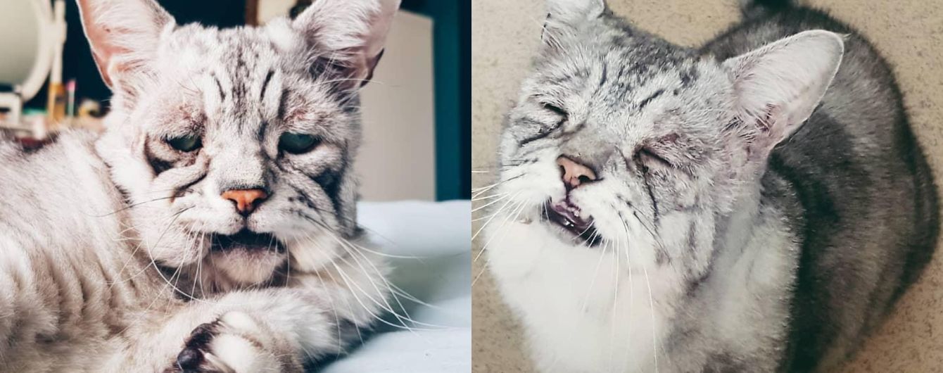 Еще один Grumpy Cat: кот с "уставшей" мордой становится новой звездой Instagram