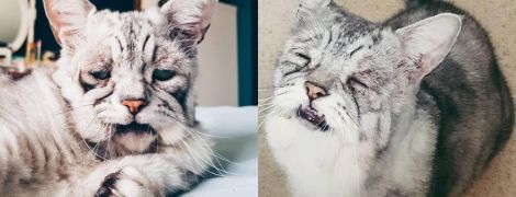 Ще один Grumpy Cat: кіт із "втомленою" мордою стає новою зіркою Instagram