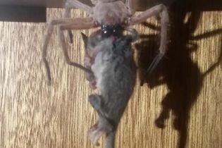Флешмоб #SixWordHorror с ужастиками и уникальное фото паука, который поймал опоссума. Тренды Сети