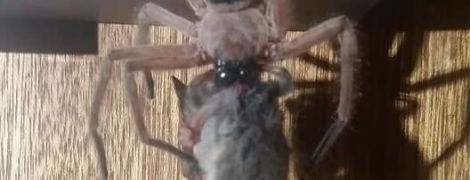 Флешмоб #SixWordHorror із жахами та унікальне фото павука, який вполював опосума. Тренди Мережі