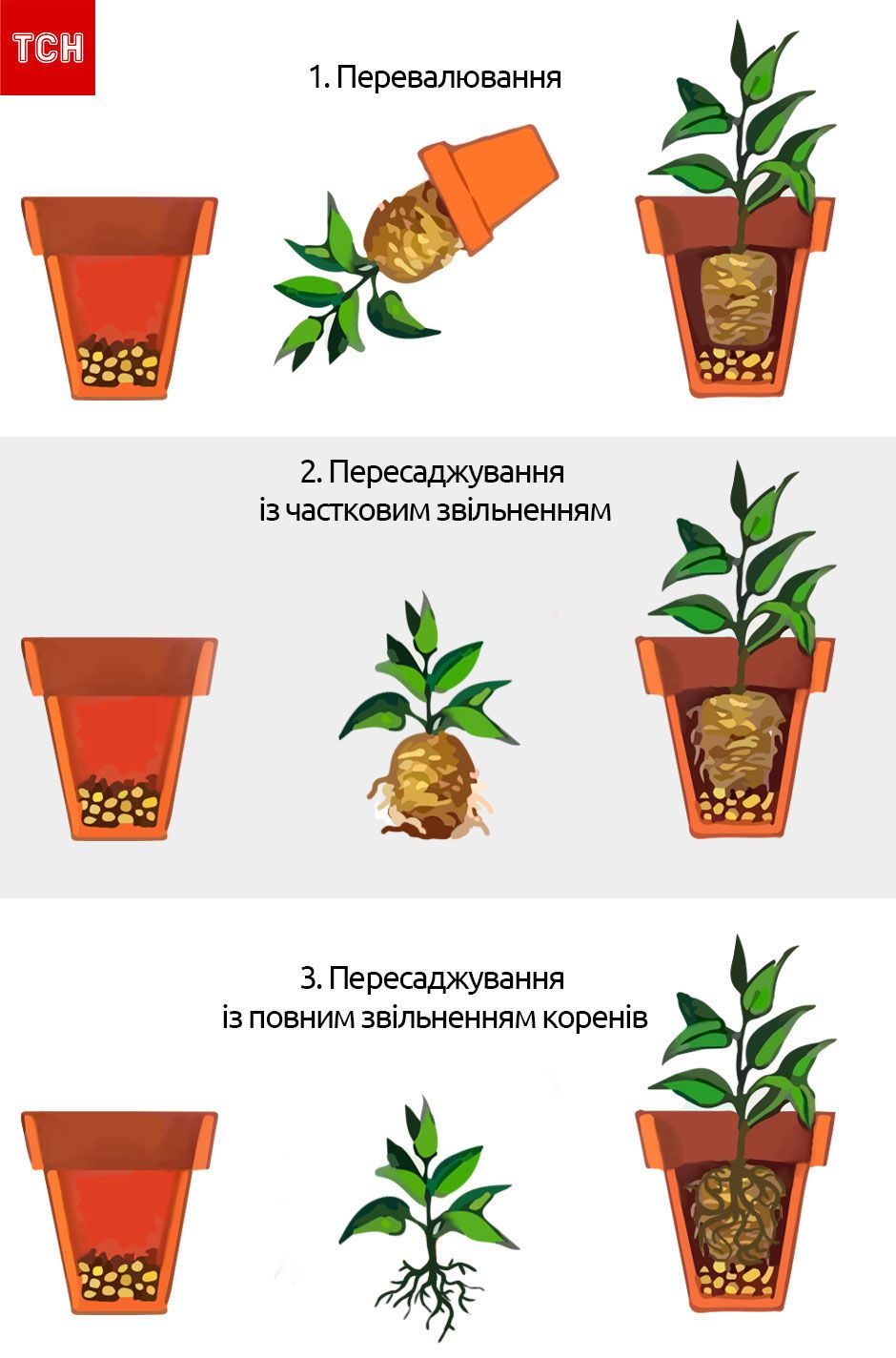 Види пересаджування квітів, для блогів