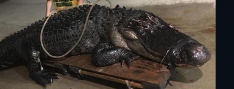 В США гигантский 200-килограммовый аллигатор стал причиной ДТП