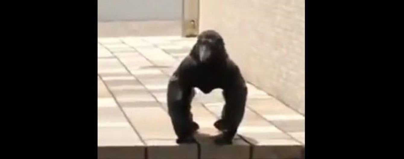 "Це горила?": Мережу здивувало відео із м’язистою вороною