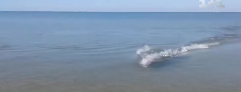 На Херсонщине дельфин приблизился к берегу и просто проплыл между отдыхающих
