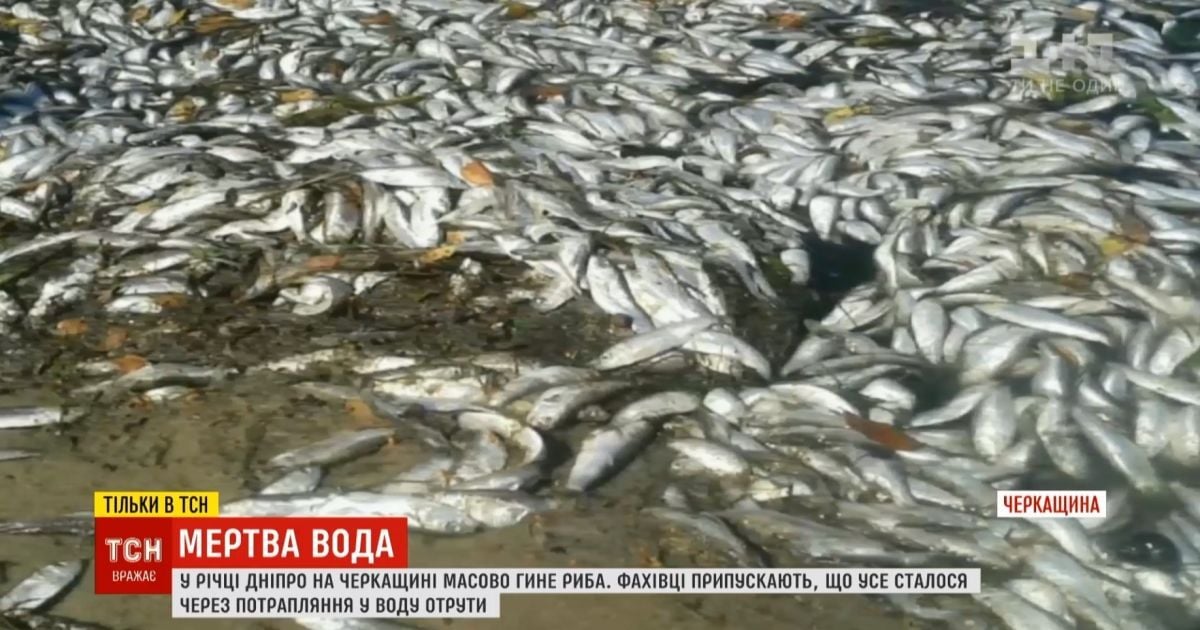 Днепр отравили: в главной реке Украины массовый мор рыбы и раков