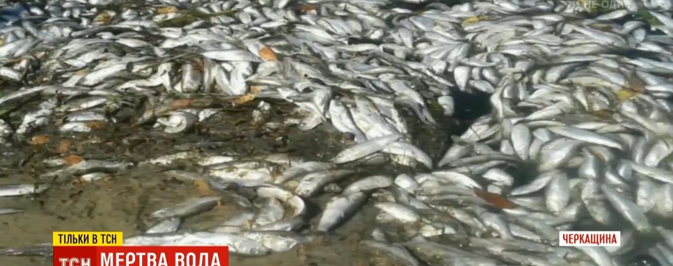 Днепр отравили: в главной реке Украины массовый мор рыбы и раков