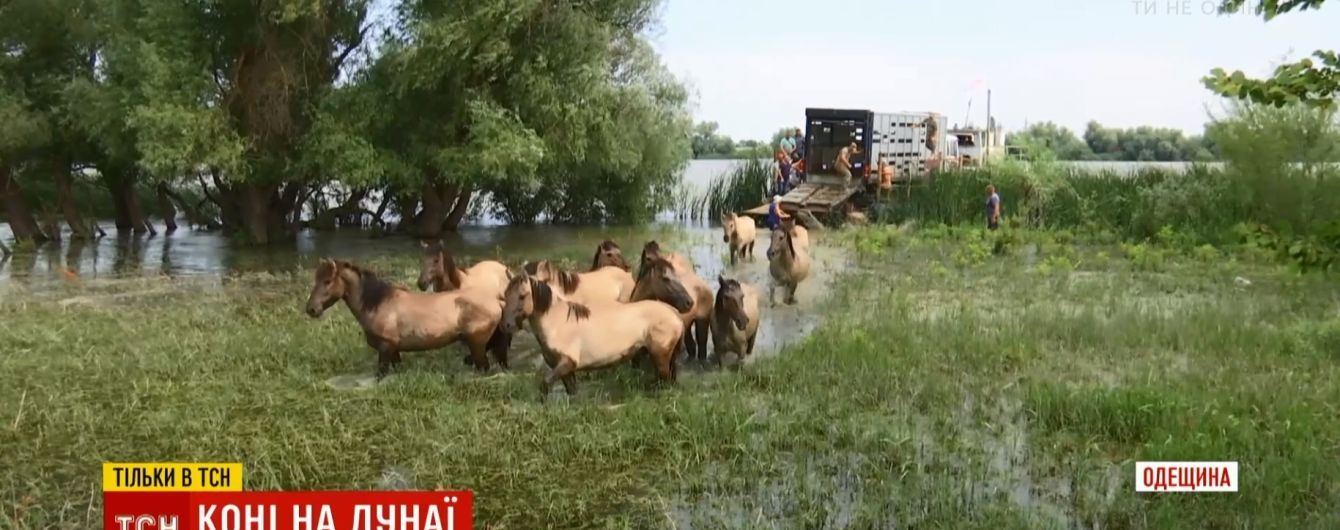 Украинские экологи поселили табун диких лошадей на необитаемом острове