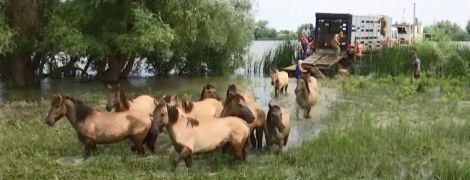 Українські екологи оселили табун диких коней на безлюдному острові