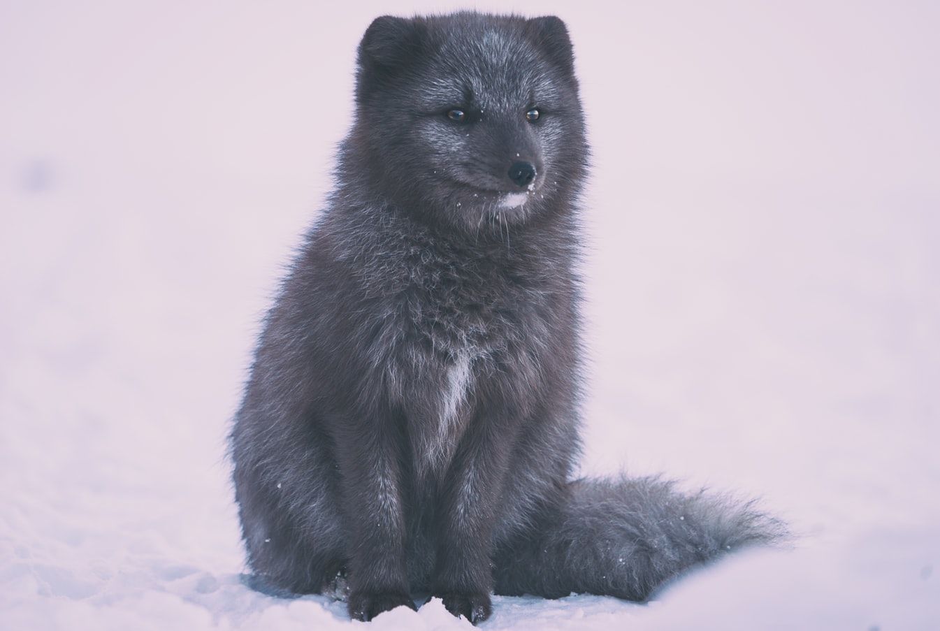 песець