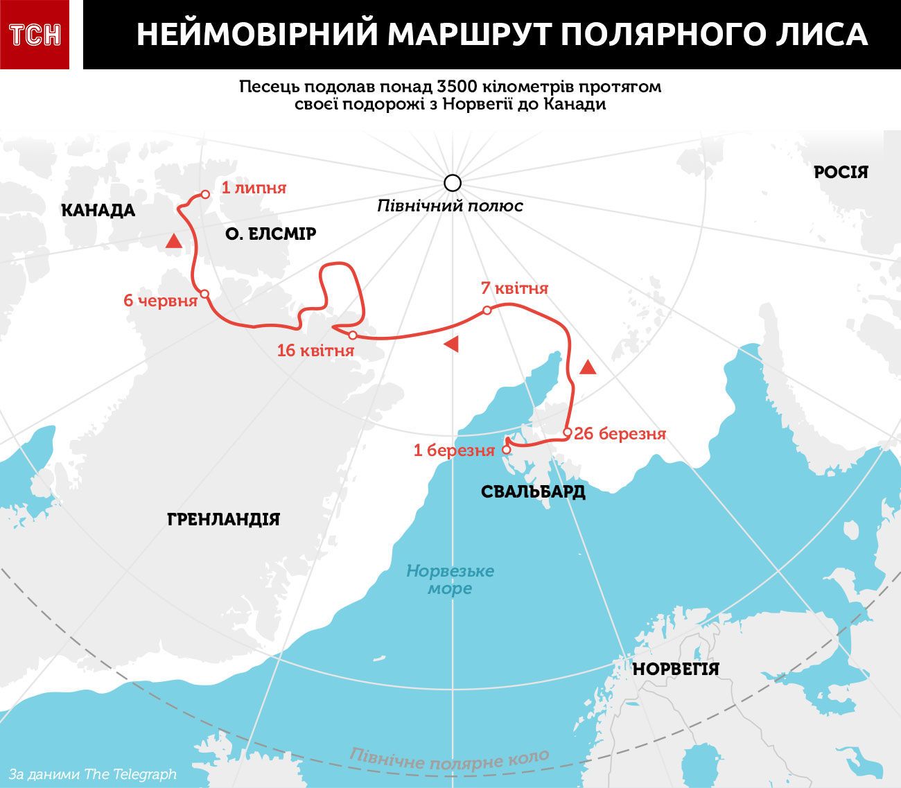 песець інфорграфіка