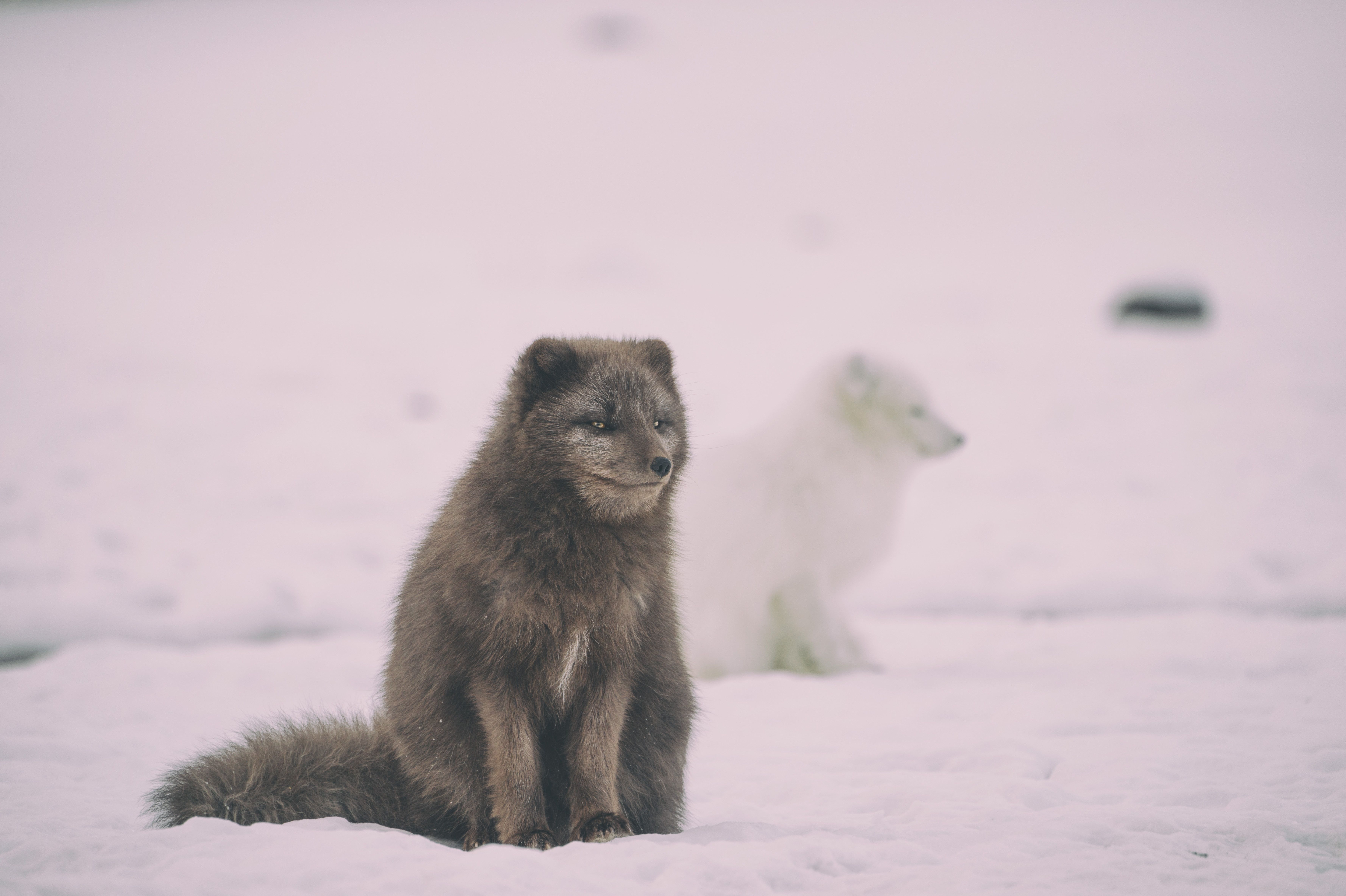песець