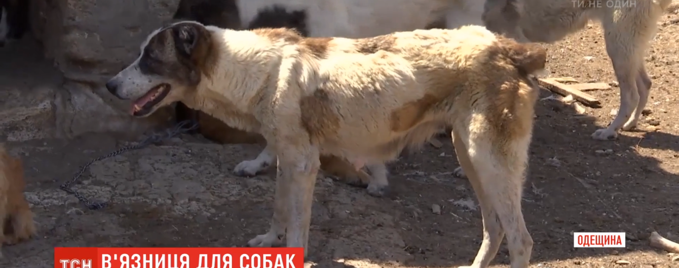 Собачье гетто. На Одесщине зоозащитники напали на тюрьму для среднеазиатских овчарок