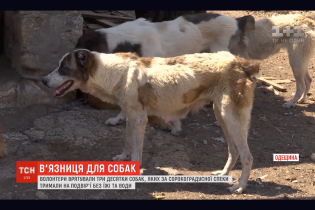 Собачье гетто. На Одесщине зоозащитники напали на тюрьму для среднеазиатских овчарок