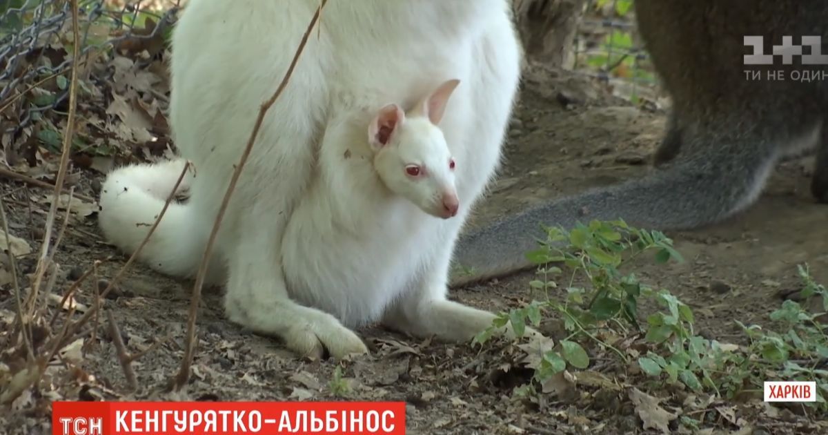 В екопарку Харкова з маминої сумки визирнуло кенгуренятко-альбінос