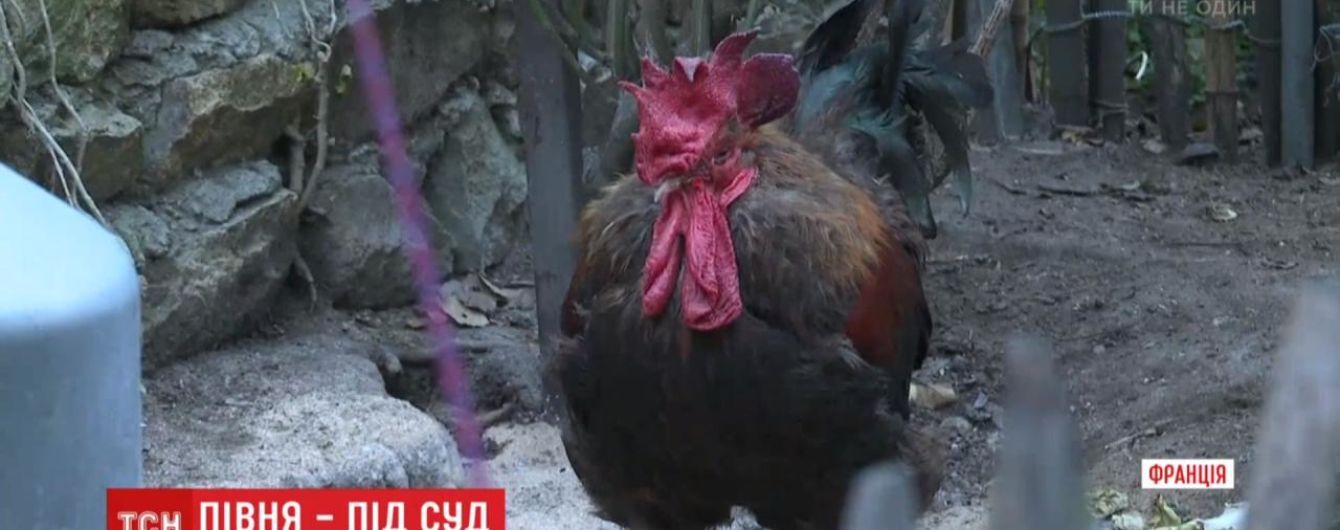 Во Франции на хозяйку петуха подали в суд за его кукареканье утром