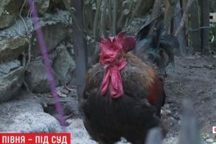 У Франції на власницю півня подали до суду за його кукурікання вранці