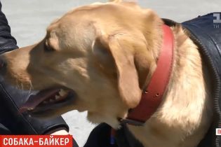 Местная звезда: лабрадор в Полтаве ездит на мотоцикле и ходит в туалет
