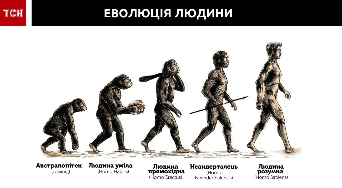 еволюція людини інфографіка 2