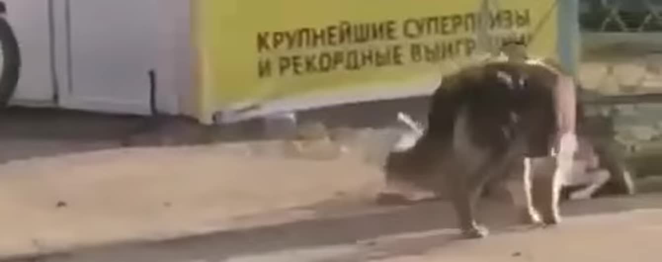 Мережу замилувало відео з безпритульним псом, який відв’язує породистого собаку