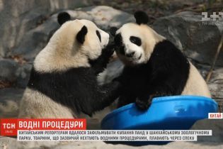 Китайським репортерам вдалося зафільмувати кумедне купання великої панди