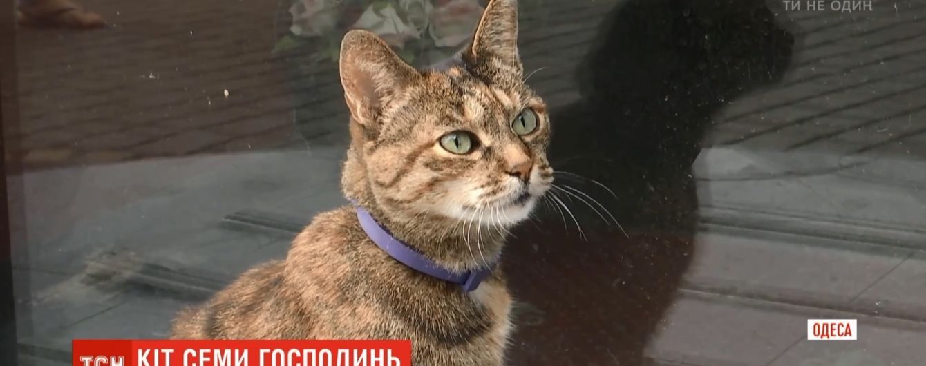 Сердца людей в центре Одессы пленил кот, имеющий семь имен и приносящий успех