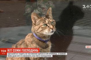 Сердца людей в центре Одессы пленил кот, имеющий семь имен и приносящий успех