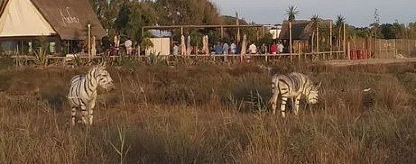 В Испании двух ослов покрасили в зебр для вечеринки: зоозащитники возмущены