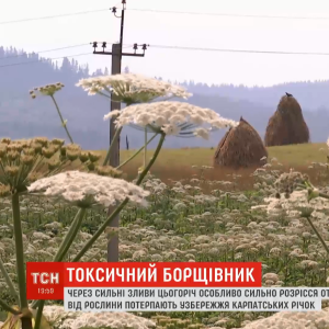 "Месть Сталина". Глубокие ожоги после борщевика оставляют шрамы, а его токсический сок имеет ядовитое влияние