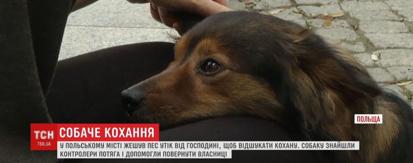 В Польше пес сбежал из дома и сел на поезд, чтобы воссоединиться с любимой