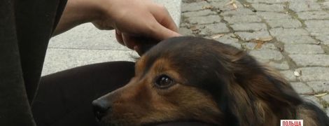 У Польщі собака втік з дому і сів на потяг, щоб возз'єднатись з коханою