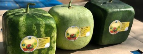 В Одесской области созрели квадратные арбузы