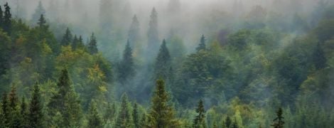 В Україні створили онлайн-карту вирубування лісів