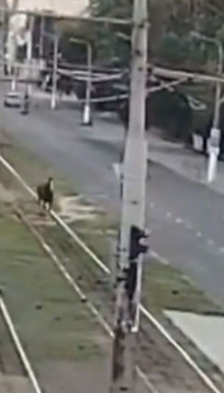 Одесские патрульные устроили погоню за испуганным конем