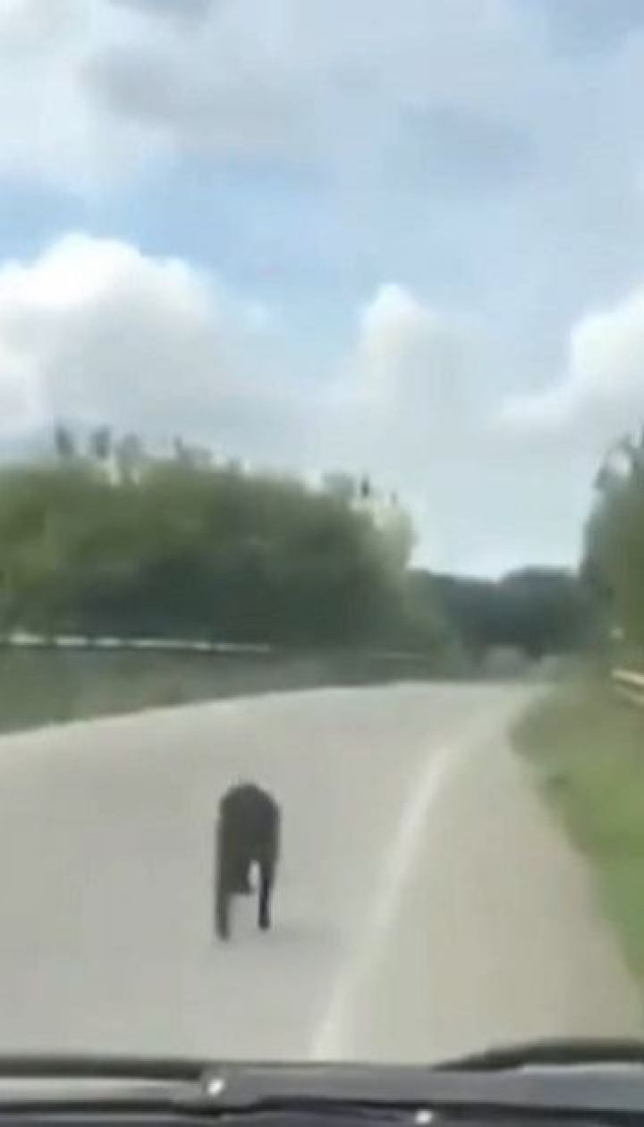 На околиці Харкова ловили двох мавп, що втекли з екопарку
