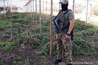 На Одесчине правоохранители разоблачили огромные теплицы по выращиванию конопли