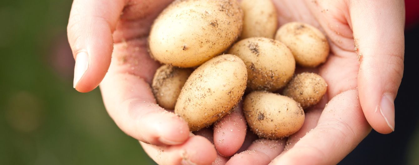 В Україні здешевшала картопля