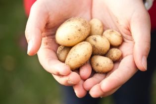 В Украине подешевел картофель