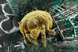 Клещи – биологическое оружие Холодной войны. Как связаны Пентагон и распространение опасной болезни Лайма