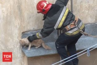 Во Львове пожарные спасли рыжего кота, который застрял на высоком карнизе