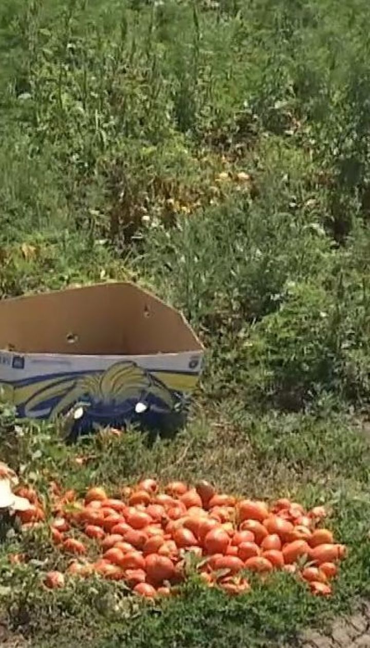 На Миколаївщині син фермера вбив селянина через помідори